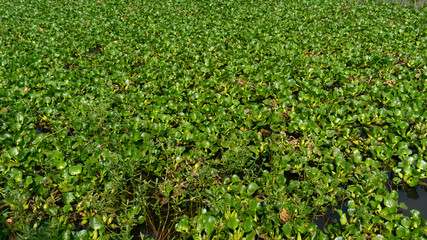 water hyacinth in a pond, one natural weed