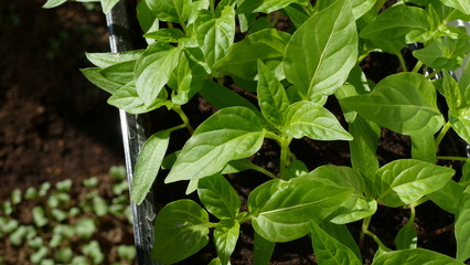 sweet pepper seedlings in a container  