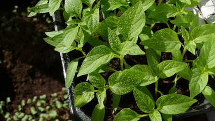 sweet pepper seedlings in a container  