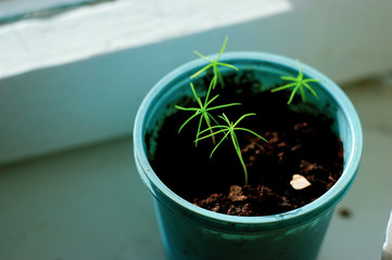 growing larch trees in the home garden 