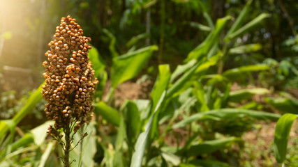 Jali (Coix lacryma-jobi), is a kind of tropical grain plant from the tribe of grain or Poaceae. Its origin is East Asia and Malaya but now it has spread to various parts of the world