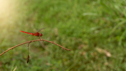 A red dragonfly is sitting on a plant stem in summer