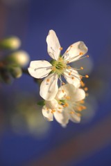 Mirabellenbaumbl&uuml;te