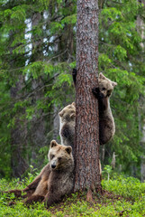 Fototapeta na wymiar She-bear and bear cubs in the summer pine forest. Brown bear cub climbing on tree in summer forest. Scientific name: Ursus arctos. Natural habitat.