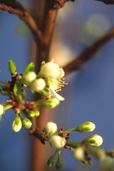 Mirabellenbaumblüte