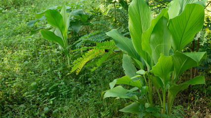 Turmeric leaves or Curcuma longa Linn with wide leaves, one of the medicinal plants and immune enhancer