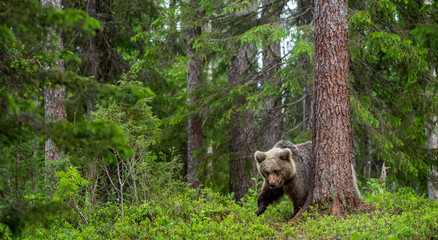 rown bear cub in the summer forest. Front view. Scientific name: Ursus arctos. Natural habitat.