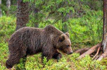 Obraz na płótnie Canvas Brown bear in the summer forest. Front view. Scientific name: Ursus arctos. Natural habitat.