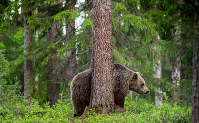 The brown bear itches. Brown Bear in the summer forest. Scientific name: Ursus arctos. Natural habitat.