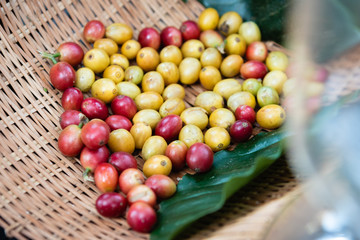 Fresh Coffee Fruit