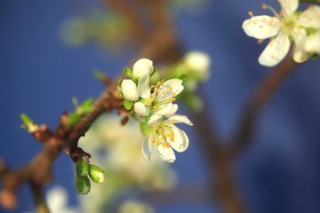 Mirabellenbaumblüte