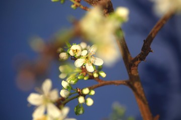 Mirabellenbaumblüte