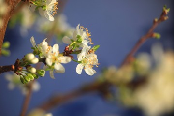 Mirabellenbaumblüte