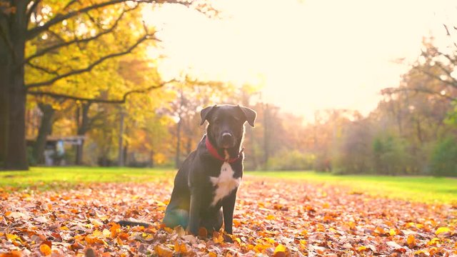 Adorable black labrador sitting on autumn leaves at a park, Berlin, Germany.