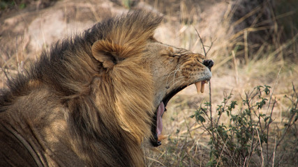Yawning lion