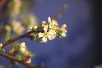 Mirabellenbaumblüte