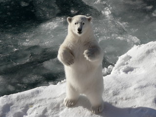 Polar bear posing.