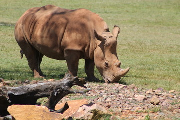 Big rinoceros in the wild desert