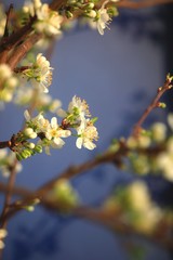 Mirabellenbaumblüte