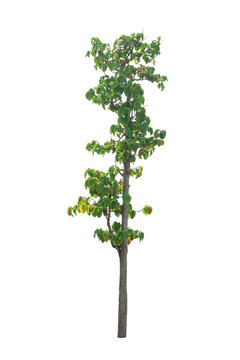 A tree on a white background,clipping paths