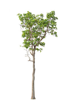 A tree on a white background,clipping paths