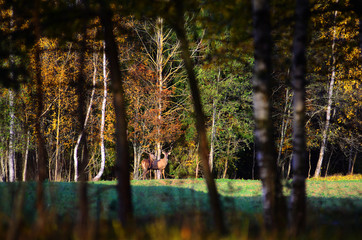 Red deer (Cervus elaphus) in autumn