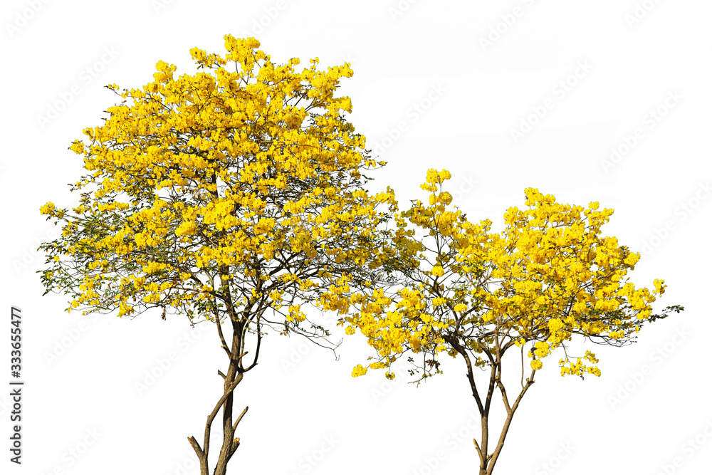 Wall mural golden tree, yellow flowers tree, tabebuia isolated on white background. - Wall murals