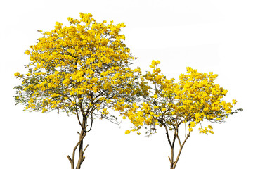 golden tree, yellow flowers tree, tabebuia isolated on white background.