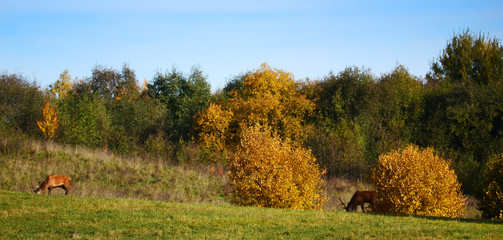 Red deer (Cervus elaphus) in autumn