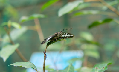 .tropical butterfly sitting on a plant, studying the habits of butterflies in the habitat