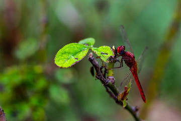 macro photography of dragonfly sitting on rose plant branch against blurry background. insect and wildlife concept