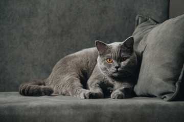 .British shorthair cat, blue-gray color with orange eyes. lying on the dark sofa and looking back.