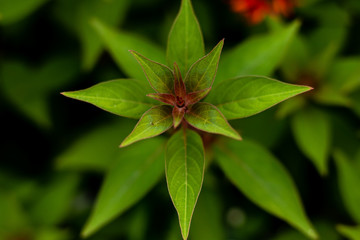 Fototapeta premium macro photography of green wild plant with blurred background. wild plant concept