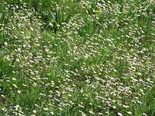 prato in primavera con fiori