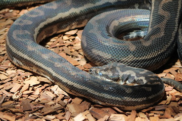 A close up of a snake