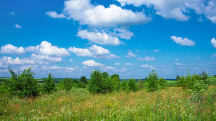 Obraz premium green meadow and blue sky with clouds in summer