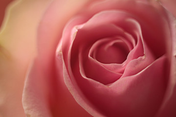 Fototapeta na wymiar Floral background of pink tender blooming roses, macro photo