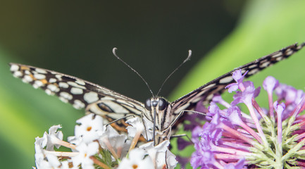 farfalla di montagna che si nutre sui fiori di polline