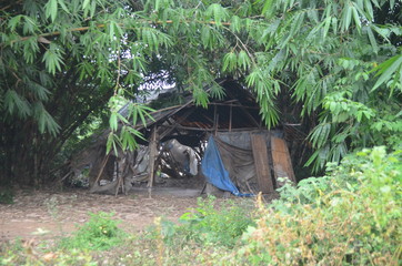 photography wooden hut in the middle of a bamboo forest, 28 march 2020 karawang