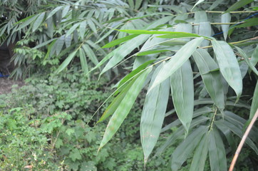 bamboo tree leaf photography taken from below during the afternoon