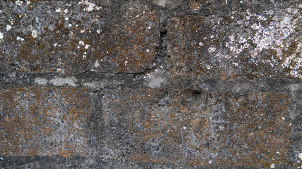 concrete wall texture with fungus