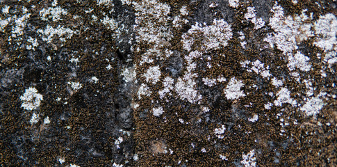 concrete wall texture with fungus