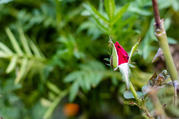 one blooming red rose bud with blurred background. natural concept
