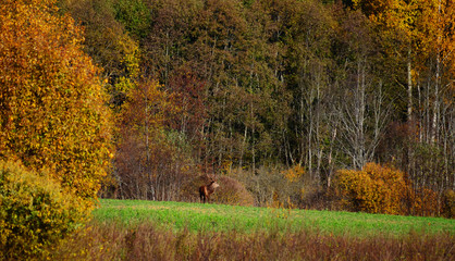 Red deer (Cervus elaphus) in autumn