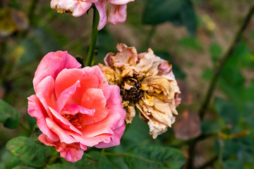peach rose along with dry roses on blurry leaves background. old age concept