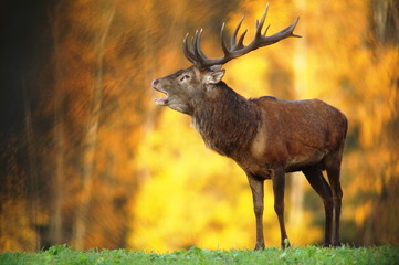 Red deer (Cervus elaphus) in autumn