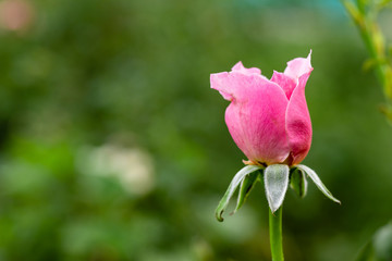 side shot of beautiful pink rose in front of fully blurred green background. beauty concept