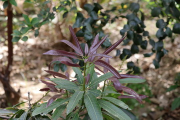  purple mango new leaves in full growth with blur nature background