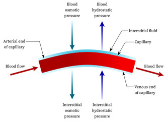 Hydrostatic pressure in capillary (or blood vessel)