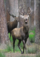 Red deer (Cervus elaphus) in autumn